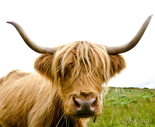 istock Scottish Highland Cow 181393660