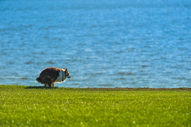 Dog poops on grass by water stock photo