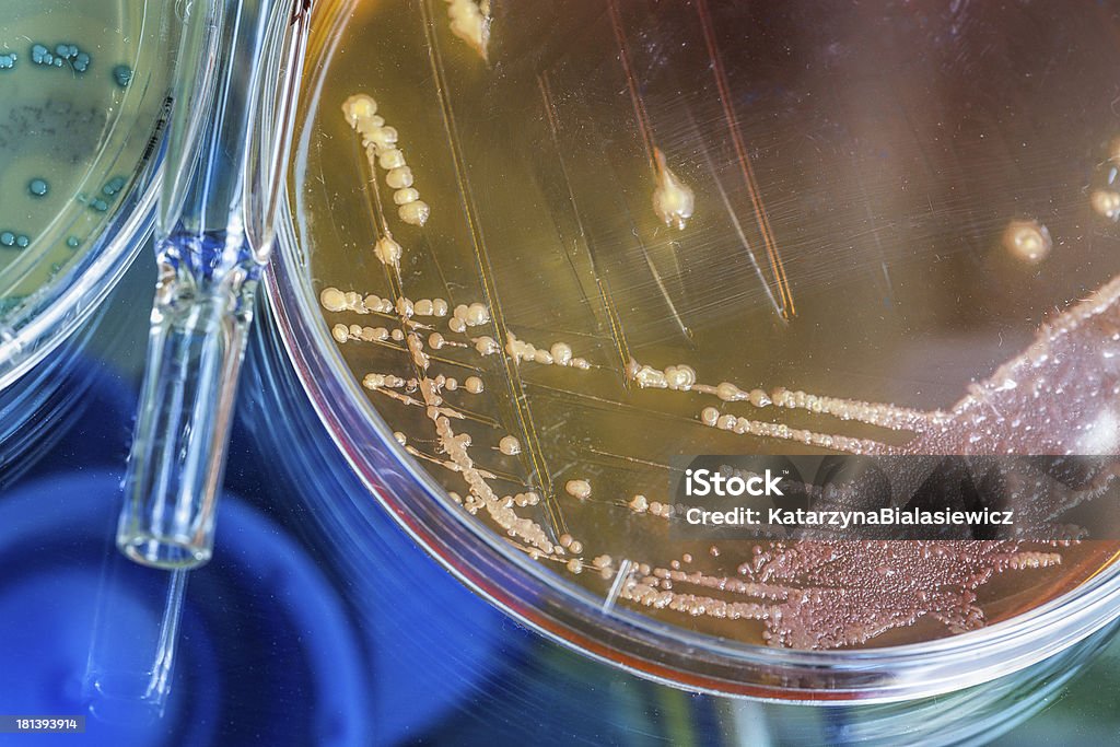 Test tube und petri dish - Lizenzfrei Cholera-Erkrankung Stock-Foto