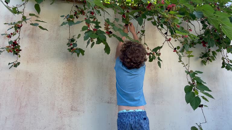 Boy harvesting mulberries from a tropical tree