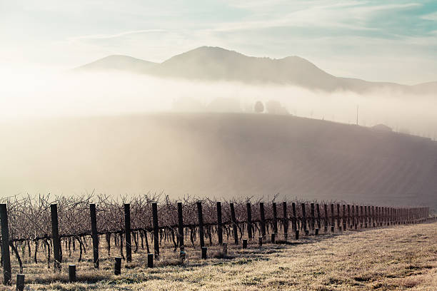 istock Sunrise over Yarra Valley In Winter 181393981