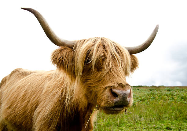 istock Scottish Highland Cow 181393985