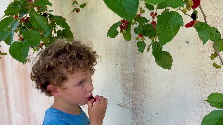 Boy eating mulberries from tree