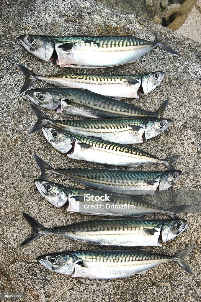 Fraîchement pêchés mackerels - Photo de Loch Fyne libre de droits