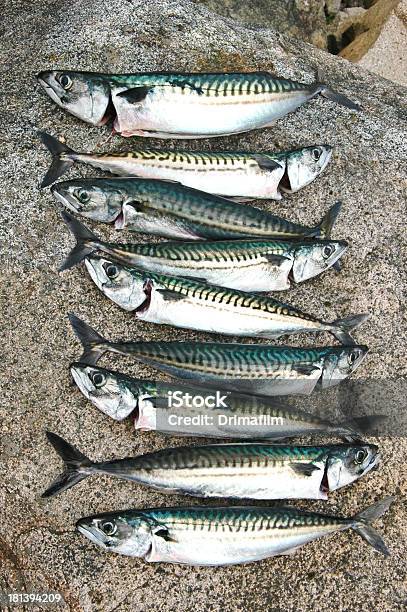 Appena Pescati Mackerels - Fotografie stock e altre immagini di Loch Fyne - Loch Fyne, Ambientazione esterna, Composizione verticale