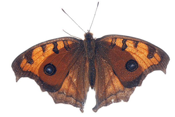 istock peacock pansy butterfly, Junonia almana 181394398