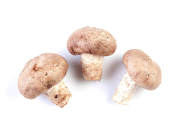 istock group of porcini mushrooms on white 181394492