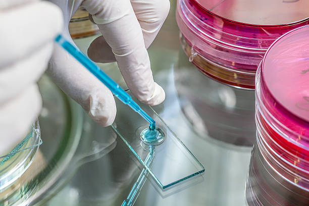 pipeta e a amostra - petri dish agar jelly bacterium science imagens e fotografias de stock