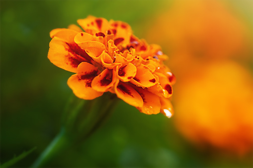 Flower with drops of water. One marigold in focus and several flowers blurred as bokeh.