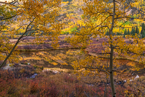 Autumn colored aspens on Brown Mountain reflect in a beaver pond on Ironton Marsh off the Milion Dollar Highway near Ouray, Colorado.