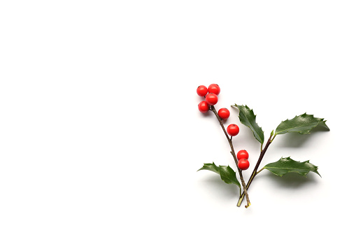 Holly (Ilex) with red berries, isolated on white