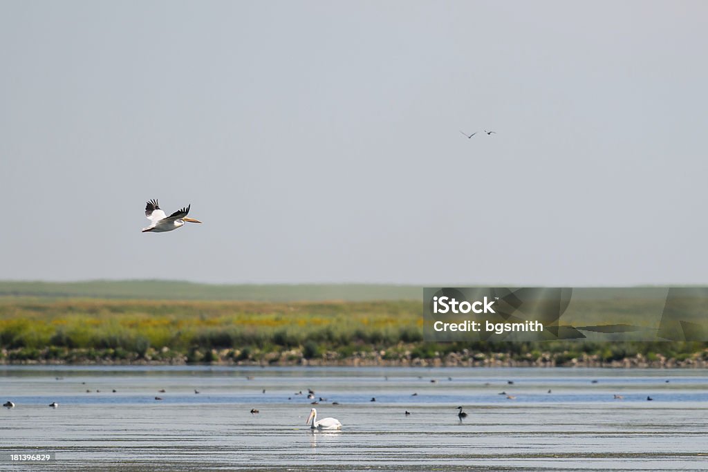 아메리카흰사다새 (Pelecanus erythrorhynchos) - 로열티 프리 Bittern - Bird 스톡 사진