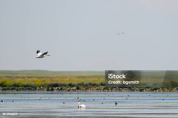 아메리카흰사다새 Bittern - Bird에 대한 스톡 사진 및 기타 이미지 - Bittern - Bird, 갈색, 강