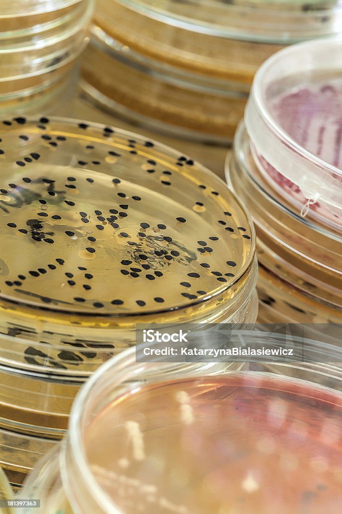 Microbacterias y microorganismos - Foto de stock de Agar-agar libre de derechos