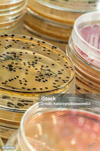 Microbacterias Y Microorganismos Foto de stock y más banco de imágenes de Agar-agar - Agar-agar, Salmonela, Analizar