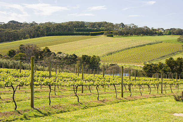 Vines in Summer Young vines in the Morning Peninsula, Victoria, Australia mornington peninsula photos stock pictures, royalty-free photos & images