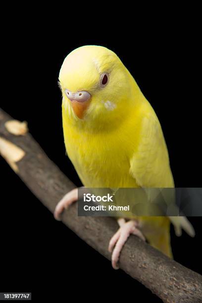 Żółty Papuga Na Oddział - zdjęcia stockowe i więcej obrazów Czarne tło - Czarne tło, Papużka, Papużka falista