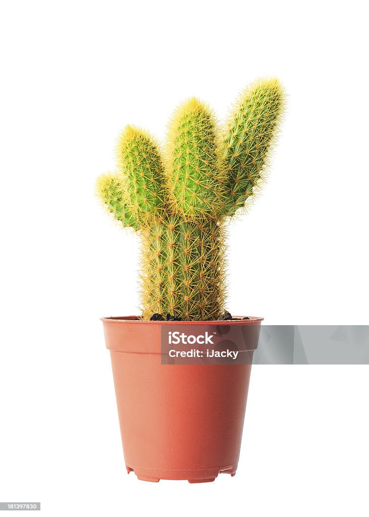 Cactus en flowerpot - Foto de stock de Animal doméstico libre de derechos