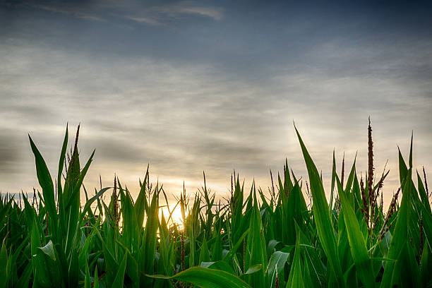 sunset behind corn stock photo