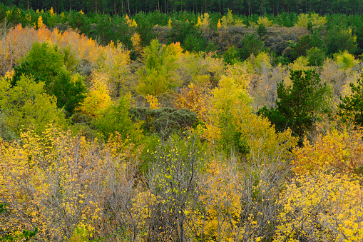 Autumn and yellowed foliage trees