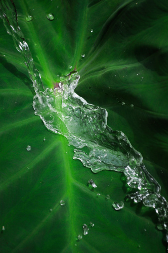 Water drops in tropical leaf