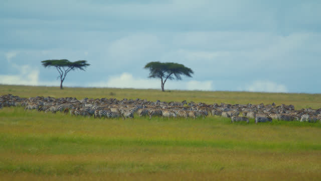 SLO MO Lockdown Shot Of Zebras On Vast Grassy Landscape Against Sky At Serengeti National Park