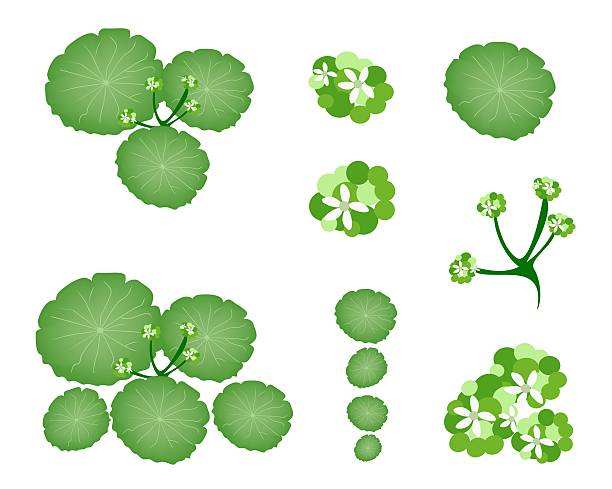 набор мех азиатского pennywort на белом фоне - aentella stock illustrations