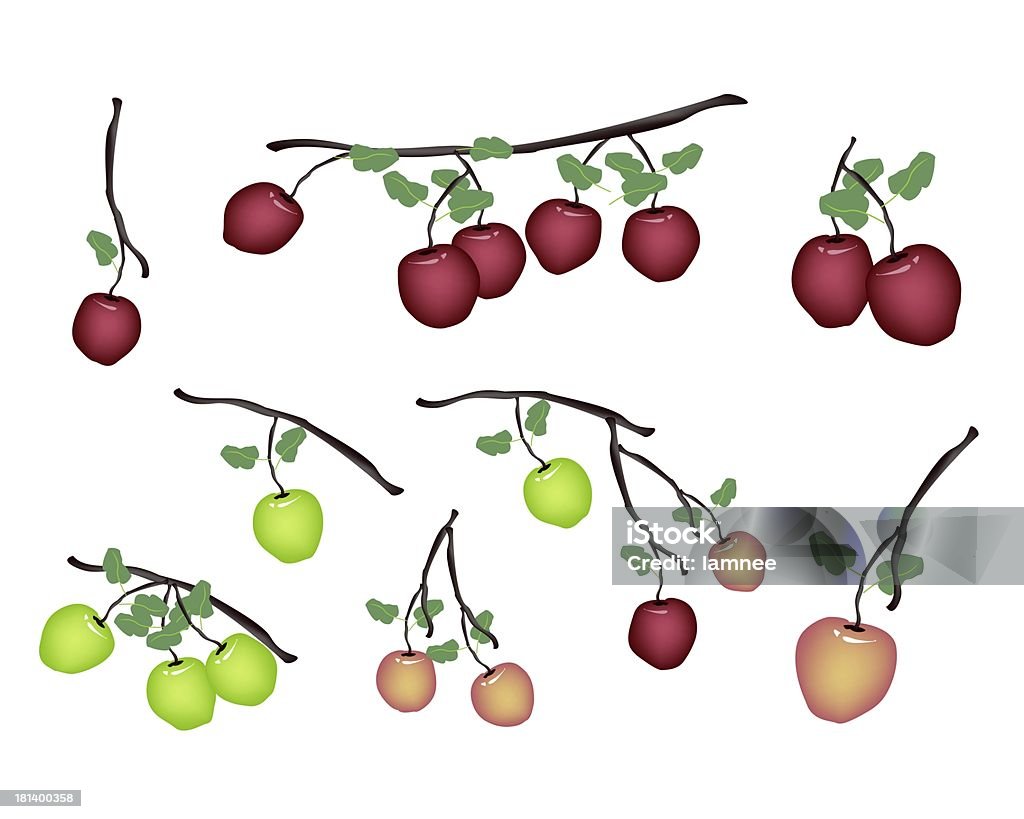 Set of Fresh Apple на белом фоне - Стоковые иллюстрации Вегетарианское питание роялти-фри