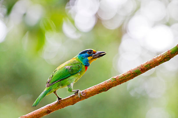 istock Taiwan Barbet,Megalaima nuchalis 181400406