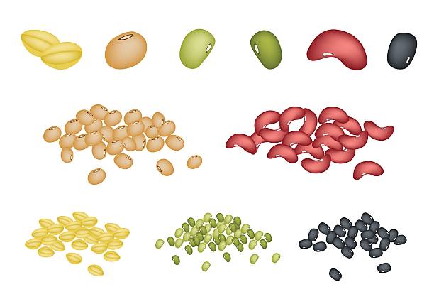 Set of Different Beans on White Background An Illustration Collection of Different Dried Beans, Mung Bean, Kidney Bean, Black Eye Bean, Soy Bean and Yellow Split Peas organic red cowpea beans stock illustrations