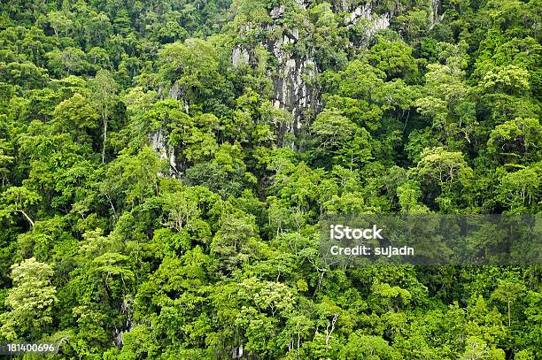 森のシームレスなパターン - カラフルのストックフォトや画像を多数ご用意 - カラフル, 上がる, 写真