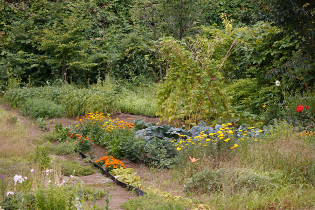 istock Flowers and plants in a small vegetable garden 1814011520