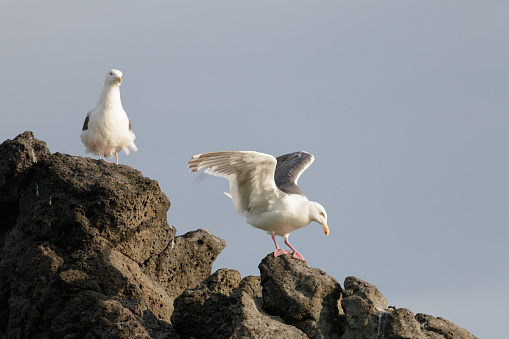 A seagull landing on a cliff rock along sea coast