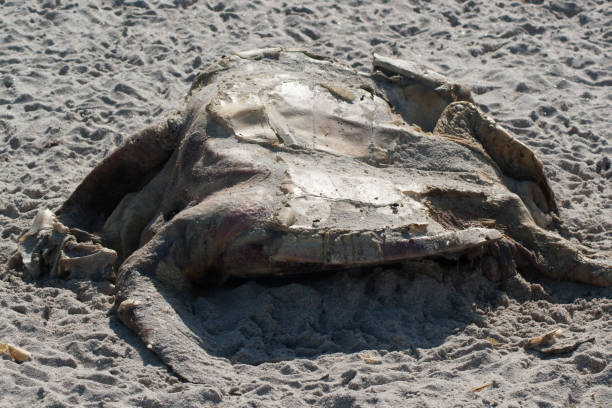 istock Cape Canaveral National Seashore, Florida 1814014140