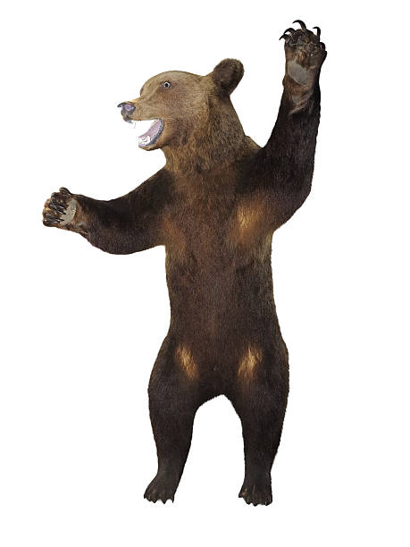 istock Growling angry brown bear isolated over white 181401484