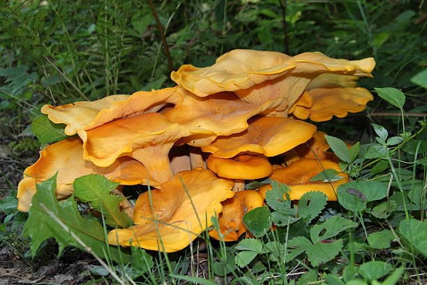 Jack O'Lantern Mushrooms stock photo