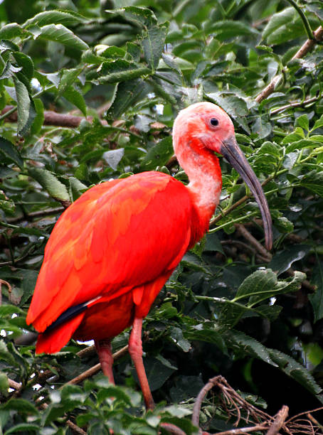 istock Red ibis bird with very vivid plumage 181401688