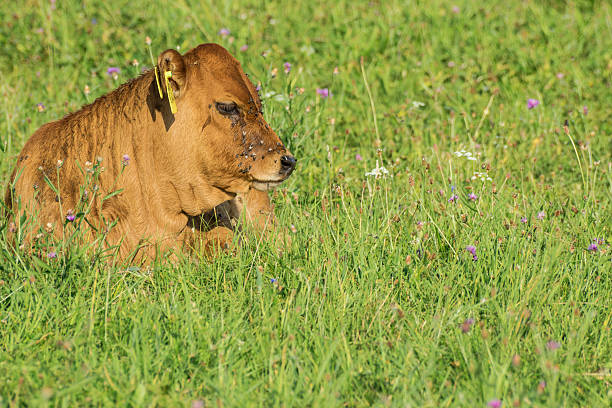 Young brown cow lying stock photo