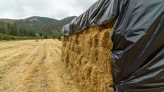 Bales of wheat in a dry field covered with plastic for protection from the rain.