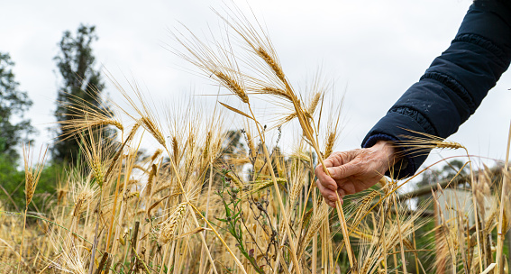 Senior woman's hand in a wheat field.