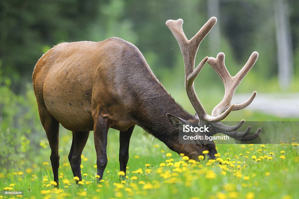 Alce (Cervus canadensis) - Royalty-free Alberta Foto de stock