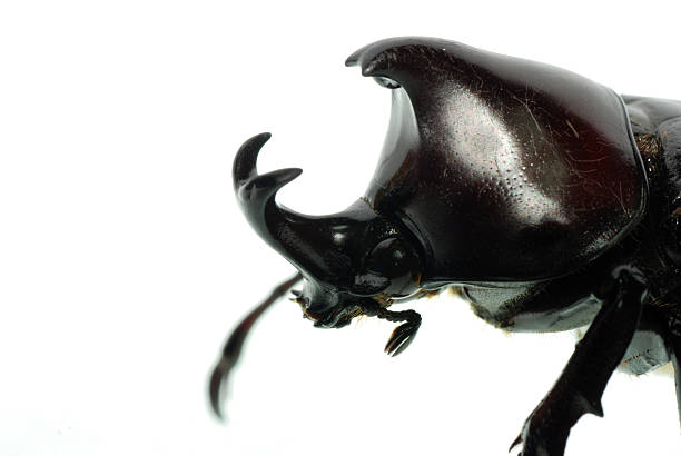 nashorn hercules beetle - nasicornis stock-fotos und bilder