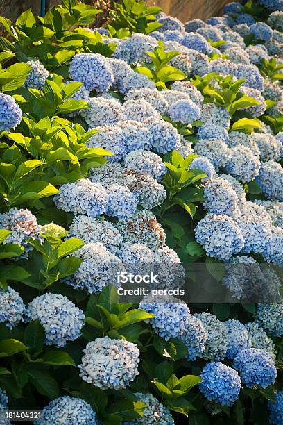 Blue Hydrangeas Stock Photo - Download Image Now - Blue, Dusk, Flower