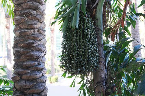 Palm fruit on tree