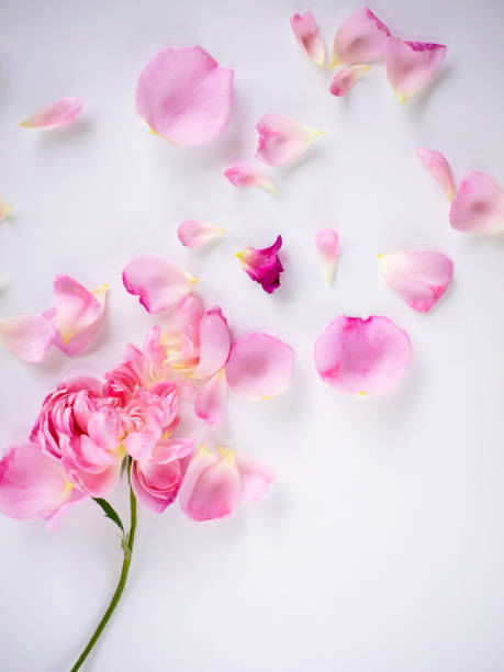 scattered pink rose petals on white background.
