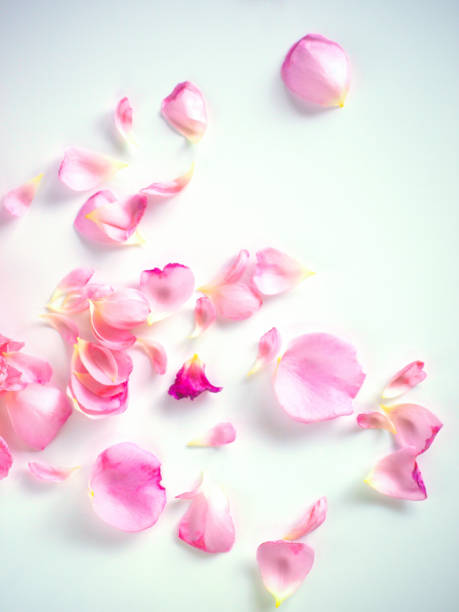 istock scattered pink rose petals on white background. 1814044121