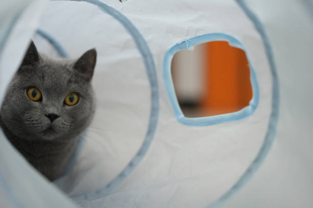 istock British shorthair blue cat 1814044157