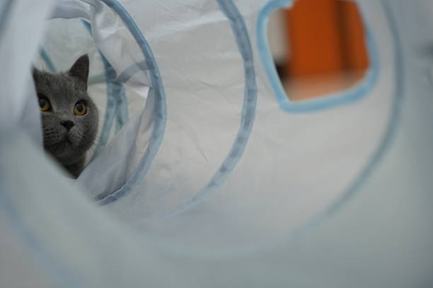 istock British shorthair blue cat 1814044160