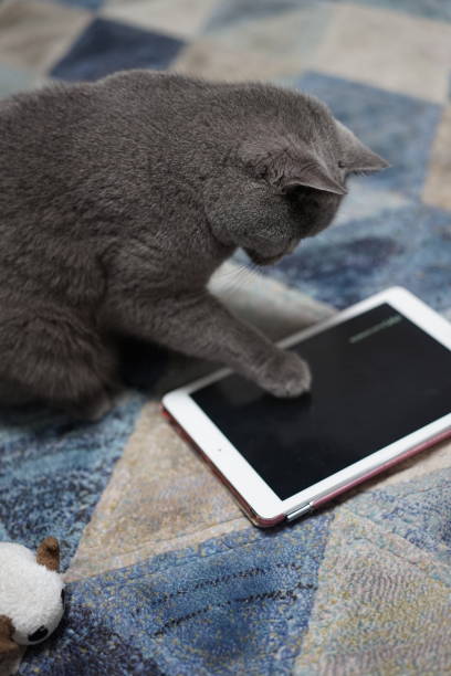 istock British shorthair blue cat 1814044214