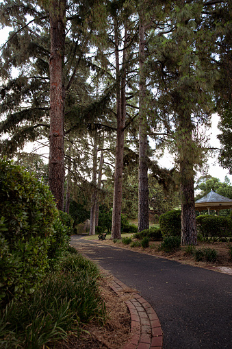 Serene Park Pathway Lined by Towering Pine Trees, Inviting Tranquil Walks at Dusk